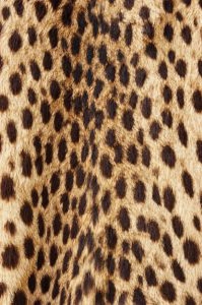 Biology cheetah Flora and Fauna fur texture about Chordata Animalia